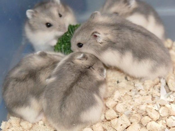 Породы хомяков | ЗооТом - продажа, вязка и услуги для животных в Сухом Логу