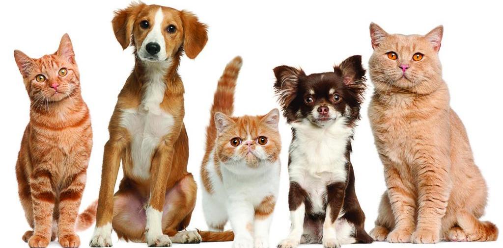 Доска объявлений о животных | ЗооТом - продажа, вязка и услуги для животных в Сухом Логу