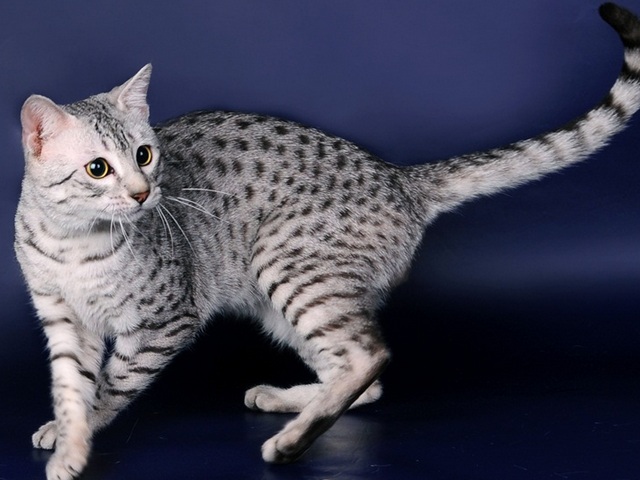 Породы кошек в Сухом Логу | ЗооТом портал о животных
