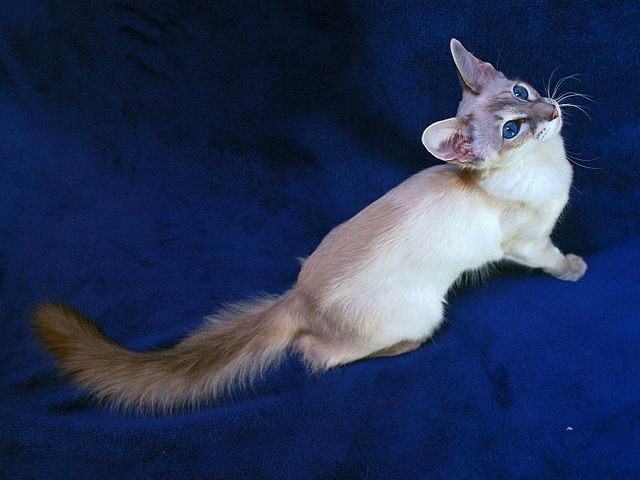 Выведенные породы кошек в Сухом Логу | ЗооТом портал о животных
