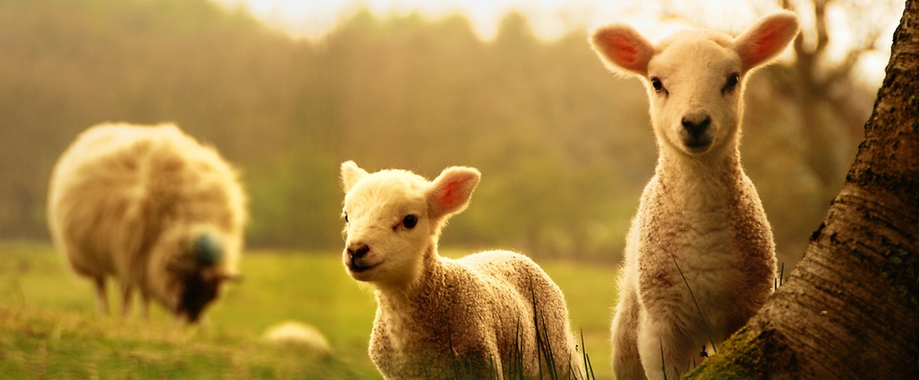 Объявления о сельскохозяйственных животных | ЗооТом - продажа, вязка и услуги для животных в Сухом Логу