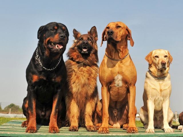 Крупные породы собак в Сухом Логу | ЗооТом портал о животных